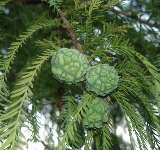 5 Bald Cypress Tree Seedlings - 1-2ft Tall Bare Root Live Plant, Outdoor - Image 5