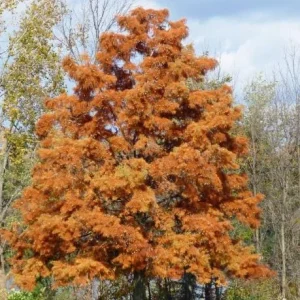 5 Bald Cypress Tree Seedlings - 1-2ft Tall Bare Root Live Plants - Image 1