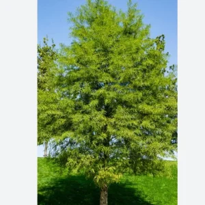 5 Bald Cypress Tree Seedlings - 1-2ft Tall Bare Root Live Plants - Image 6