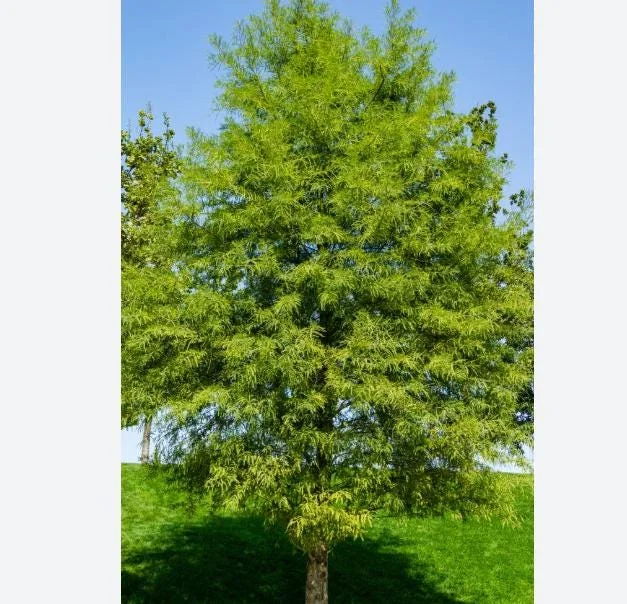 5 Bald Cypress Tree Seedlings - 1-2ft Tall Bare Root Live Plant, Outdoor - Image 6