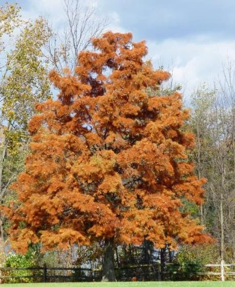 5 Bald Cypress Tree Seedlings - 1-2ft Tall Bare Root Live Plant, Outdoor - Image 1