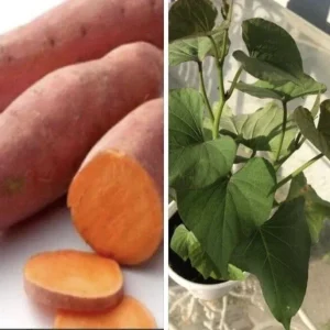 5 Beauregard Sweet Potato Live Plants - Organic Slips for Growing Vegetables - Image 10