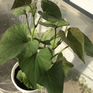 5 Beauregard Sweet Potato Live Plants - Organic Slips for Growing Vegetables - Image 3