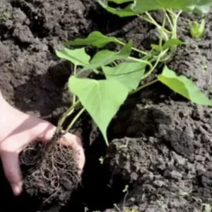 5 Beauregard Sweet Potato Live Plants - Organic Slips for Growing Vegetables - Image 4