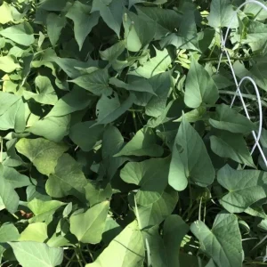 5 Beauregard Sweet Potato Live Plants - Organic Slips for Growing Vegetables - Image 5