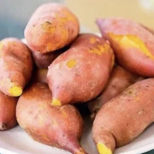 5 Beauregard Sweet Potato Live Plants - Organic Slips for Growing Vegetables - Image 6