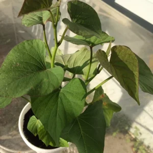 5 Beauregard Sweet Potato Plants - Organic Live Slips for High Yield Harvest - Image 3