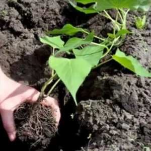 5 Beauregard Sweet Potato Plants - Organic Live Slips for High Yield Harvest - Image 4