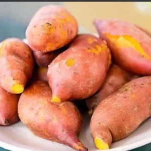 5 Beauregard Sweet Potato Plants - Organic Live Slips for High Yield Harvest - Image 6