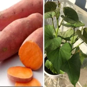 5 Beauregard Sweet Potato Plants - Organic Live Slips for High Yield Harvest - Image 1