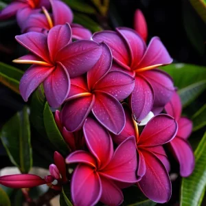 5 Black Purple Plumeria Seeds - Hawaiian Frangipani Flower Lei - Perennial Bloom - Image 3
