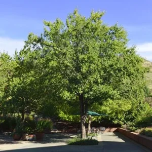 5 Chinese Elm Tree Bare Root Seedlings for Planting, 1-2ft Tall, Outdoor - Image 2