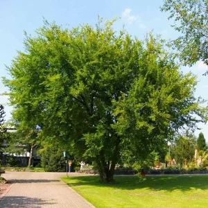 5 Chinese Elm Tree Bare Root Seedlings for Planting, 1-2ft Tall, Outdoor - Image 3