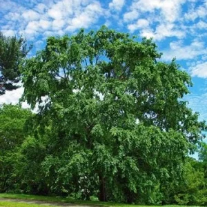 5 Chinese Elm Tree Bare Root Seedlings for Planting, 1-2ft Tall, Outdoor - Image 4