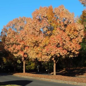 5 Chinese Elm Tree Bare Root Seedlings for Planting, 1-2ft Tall, Outdoor - Image 5