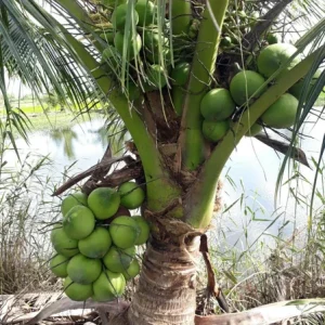 5 Dwarf Malayan Coconut Live Plants - 6-8 inch Green Coconut Tree, Cold Hardy, Outdoor - Image 2