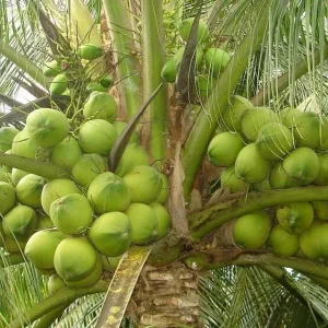 5 Dwarf Malayan Coconut Live Plants - 6-8 inch Green Coconut Tree, Cold Hardy, Outdoor - Image 4