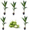 5 Dwarf Malayan Coconut Live Plants - 6-8 inch Green Coconut Tree, Cold Hardy, Outdoor - Image 1