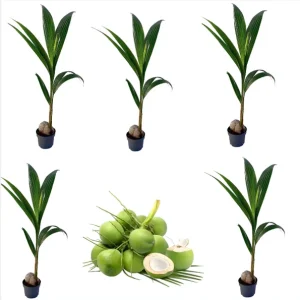 5 Dwarf Malayan Coconut Live Plants - 6-8 inch Green Coconut Tree, Cold Hardy, Outdoor - Image 1