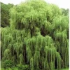 5 Golden Weeping Willow Tree Seeds - Ready to Plant Outdoor Salix babylonica - Image 1