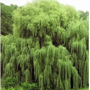 5 Golden Weeping Willow Tree Seeds - Ready to Plant Outdoor Salix babylonica - Image 1