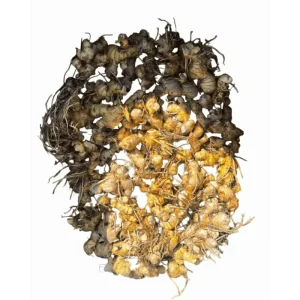 5 Hawaiian Awapuhi Shampoo Ginger Rhizomes - Easy to Grow Bulbs - Image 2