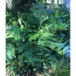 5 Hawaiian Awapuhi Shampoo Ginger Rhizomes - Easy to Grow Bulbs - Image 3