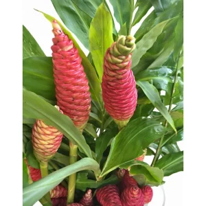 5 Hawaiian Awapuhi Shampoo Ginger Rhizomes - Easy to Grow Bulbs - Image 1