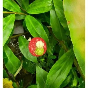 5 Hawaiian Awapuhi Shampoo Ginger Rhizomes - Easy to Grow Bulbs - Image 6