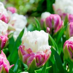 5 Ice Cream Tulip Bulbs - Pink White Blooms Perennial Flower Bulbs - Image 2