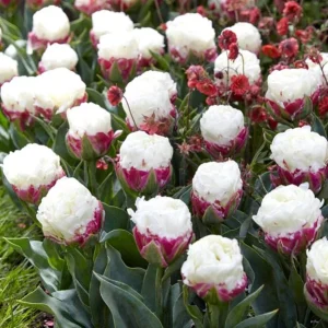 5 Ice Cream Tulip Bulbs - Pink White Blooms Perennial Flower Bulbs - Image 3