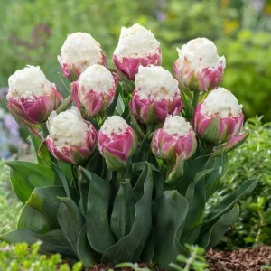 5 Ice Cream Tulip Bulbs - Pink White Blooms Perennial Flower Bulbs - Image 4