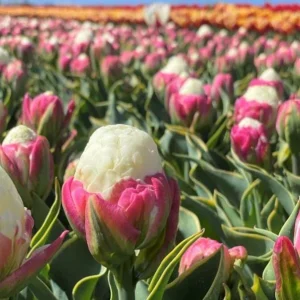 5 Ice Cream Tulip Bulbs - Pink White Blooms Perennial Flower Bulbs - Image 5