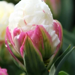 5 Ice Cream Tulip Bulbs - Pink White Blooms Perennial Flower Bulbs - Image 6