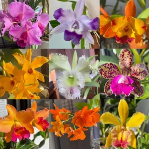 5 Live Assorted Orchid Plants - Cattleya, Oncidium, Dendrobium, Vanda, Phalaenopsis Types - Bare Root - Image 7