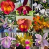 5 Live Assorted Orchid Plants - Cattleya, Oncidium, Dendrobium, Vanda, Phalaenopsis Types - Bare Root - Image 1