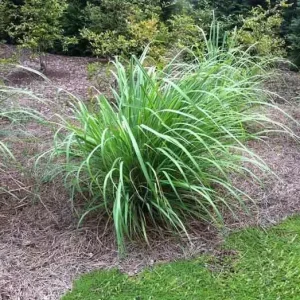 5 Live Lemongrass Stalks Plugs - Cymbopogon Sereh Herb Plant - Healthy & Evergreen - Image 2