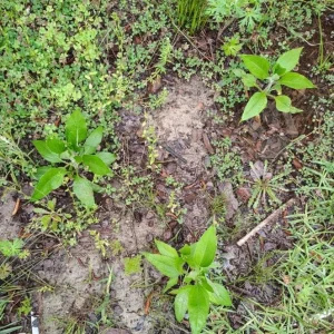5 Live Sunchoke Tubers – Hardy Root Vegetable – Helianthus tuberosus – For Planting & Eating - Image 10