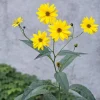 5 Live Sunchoke Tubers – Hardy Root Vegetable – Helianthus tuberosus – For Planting & Eating - Image 1