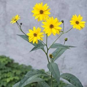 5 Live Sunchoke Tubers – Hardy Root Vegetable – Helianthus tuberosus – For Planting & Eating - Image 1