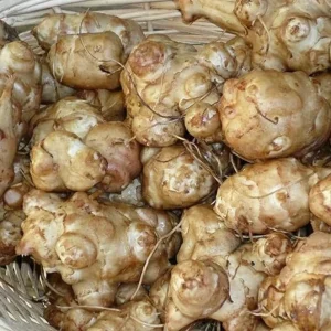 5 Live Sunchoke Tubers – Hardy Root Vegetable – Helianthus tuberosus – For Planting & Eating - Image 2
