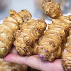 5 Live Sunchoke Tubers – Hardy Root Vegetable – Helianthus tuberosus – For Planting & Eating - Image 3