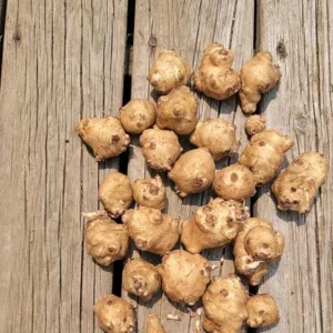 5 Live Sunchoke Tubers – Hardy Root Vegetable – Helianthus tuberosus – For Planting & Eating - Image 4