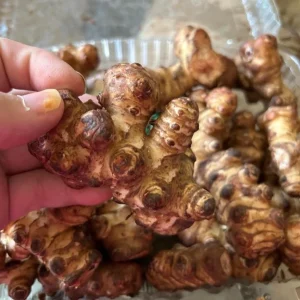 5 Live Sunchoke Tubers – Hardy Root Vegetable – Helianthus tuberosus – For Planting & Eating - Image 5