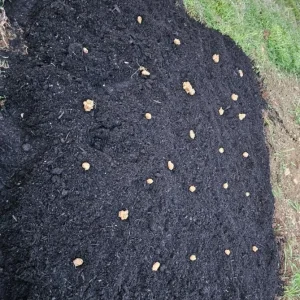 5 Live Sunchoke Tubers – Hardy Root Vegetable – Helianthus tuberosus – For Planting & Eating - Image 6