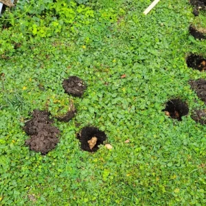 5 Live Sunchoke Tubers – Hardy Root Vegetable – Helianthus tuberosus – For Planting & Eating - Image 7