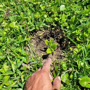 5 Live Sunchoke Tubers – Hardy Root Vegetable – Helianthus tuberosus – For Planting & Eating - Image 8