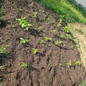 5 Live Sunchoke Tubers – Hardy Root Vegetable – Helianthus tuberosus – For Planting & Eating - Image 9
