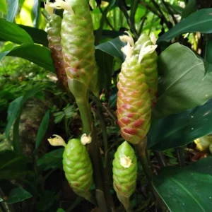 5-Pack Awapuhi Shampoo Ginger Rhizomes - Zingiber Zerumbet Bulbs for Planting - Image 7