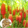 5-Pack Awapuhi Shampoo Ginger Rhizomes - Zingiber Zerumbet Bulbs for Planting - Image 1